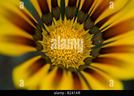 GAZANIA. TIGER STRIPES. TREASURE FLOWER Stock Photo - Alamy