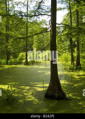 Heron Pond in the Cache River State Natural Area Southern Illinois Bald cypress swamp Stock Photo