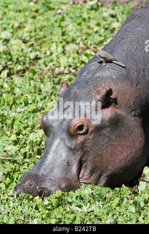 Vertical detailed close-up adult Hippo grazing in green marsh profile looking with oxpecker bird resting on its back in Masai Mara of Kenya Africa Stock Photo