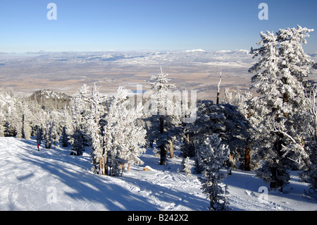 Snowy ski slope with two skiers among snow encumbered pines extending into Nevada desert at Lake Tahoe Stock Photo