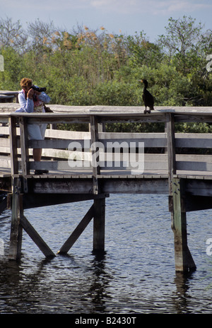 Tourist taking photos of Anhinga Anhinga Trail Everglades Nat Park Florida USA Stock Photo