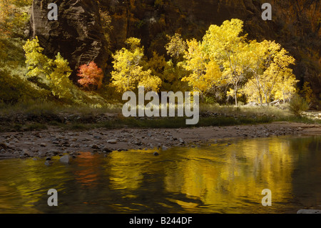 Trees in gorgeous fall colors are reflected in North Fork Virgin River Zion NP Utah Stock Photo