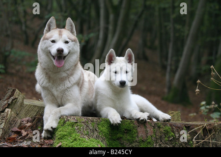 Siberian Husky,dog, pet,puppy,animal,domestic,white,looking,breed,family,white dog Stock Photo