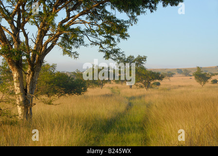 Rural path through tall grass, near Estcourt, Kwazulu Natal, South Africa Stock Photo