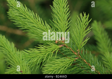 Spruce needles, Picea abies, in summer on a spruce tree at the foot of the mountains Andersnatten in Eggedal, Norway. Stock Photo