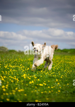 Bearded Collie Dog running in the british countryside Stock Photo