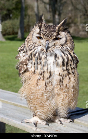 Fonzy the live Bengal Eagle Owl Stock Photo