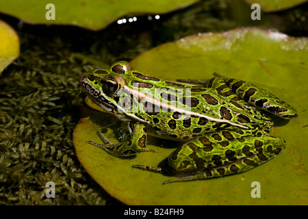 Fire bellied Toad sitting on Lilypad.  Bombina orientalis Stock Photo
