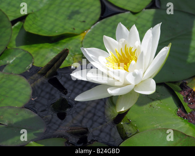 Water Lilly Nymphaeaceae Stock Photo