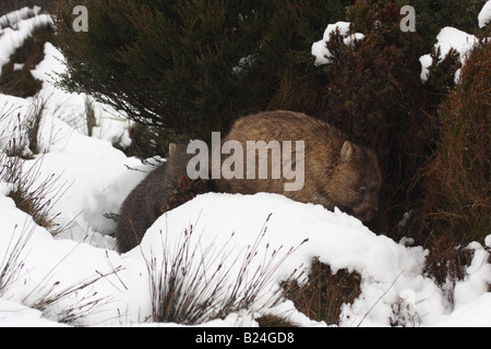 common wombat, vombatus ursinus adult and joey walking through snow Stock Photo