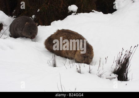 common wombat, vombatus ursinus adult and joey walking through snow Stock Photo