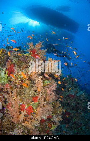 Scubadiver swimming over rich coral reef in Red Sea. Stock Photo