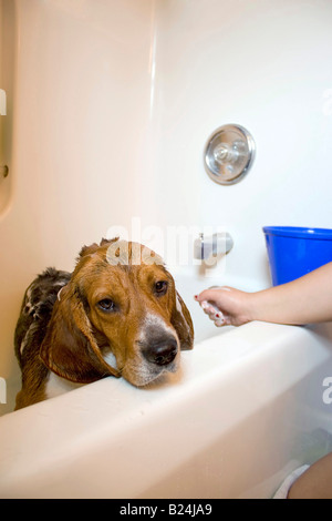 A beagle sitting in the bath tub He doesnt seem to be having a very fun time Stock Photo