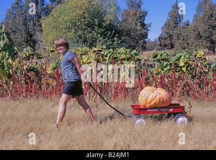 A young girl visits the D D Ranch to collect pumpkins from their pumpkin patch for Halloween in October Stock Photo