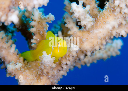 Goby Hiding In Table Coral. Red Sea, Egypt Stock Photo - Alamy