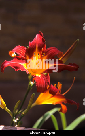 LILY Lilium genus Lilium tsingtauense lily plant flower Stock Photo