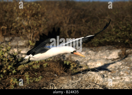 A masked booby sula dactylatra takes flight Stock Photo