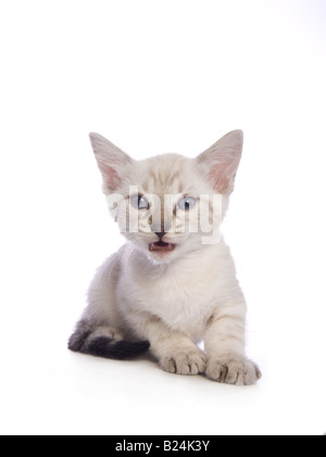 Cute Snow Bengal kitten isolated on white background Stock Photo