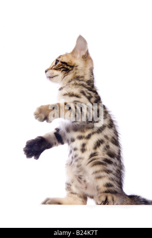 Cute brown Bengal kitten sitting up playing with paws out isolated on white background Stock Photo