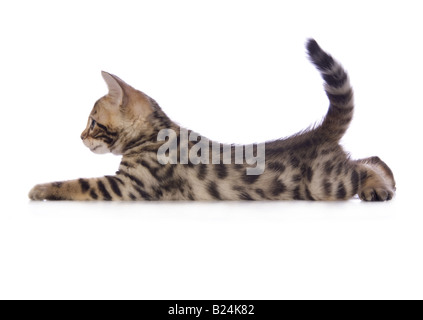Cute brown Bengal kitten lying down sideview with tail up isolated on white background Stock Photo