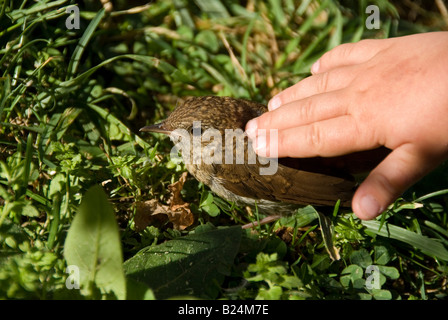 Stock photo of a young injured bird being stroked by a child Stock Photo
