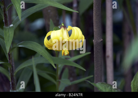 Lily Stock Photo