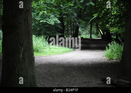 Pathway through Whippendell Woods Stock Photo