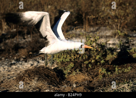 A masked booby sula dactylatra takes flight Stock Photo