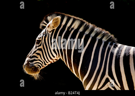 zebra in strong light isolated against black background Stock Photo