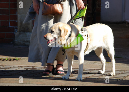 Woman crossing road with Labrador guide dog, Twyford, Berkshire, England, United Kingdom Stock Photo