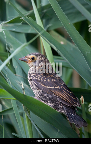 Red winged Blackbird fledgling Stock Photo