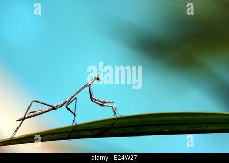 PRAYING MANTIS ON A LEAF SOFT PASTEL BACKGROUND HORIZONTAL BDA11217 Stock Photo