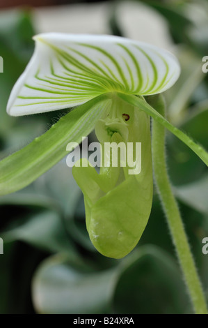 paphiopedilum maudiea single green striped flower also known as slipper paph or paph orchids Stock Photo