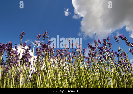 Lavender crop abstract Stock Photo