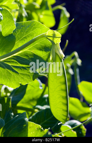Translucent close-up of a backlit developing pea pod on a sunny day, Devon, UK Stock Photo