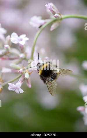 Bombus lucorum. White tailed Bumble bee on white lavender Stock Photo