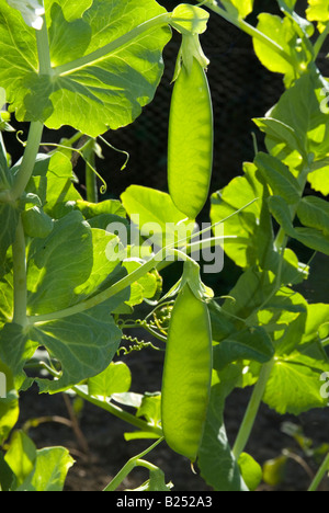 Translucent backlit close-up of developing pea pods. Devon, UK Stock Photo