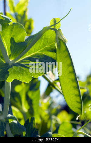 Translucent close-up of a backlit developing pea pod on a sunny day, Devon, UK Stock Photo