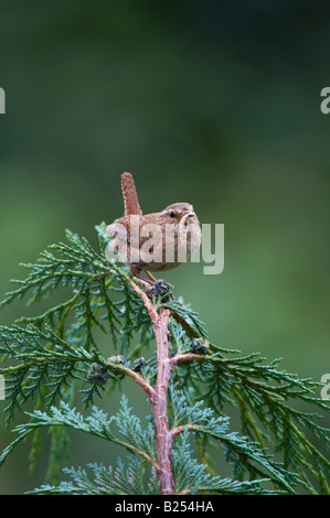 Troglodytes troglodytes. Wren with grubs in its beak perched on a tree Stock Photo