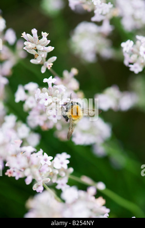 Bumble bee on white lavender flowers Stock Photo