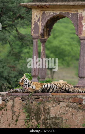 Royal Bengal Tiger in an ancient choti chattri in the wild forest of Ranthambhore, Rajasthan, India. (Panthera Tigris) Stock Photo