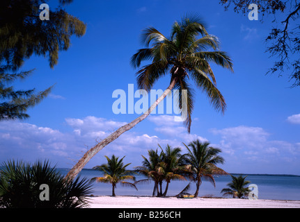 Florida beach scene with Palm trees America USA Stock Photo