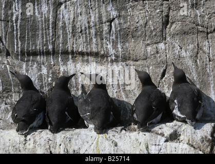 Common Guillemot (Uria aalge) - Farne Islands, northumberland Stock Photo