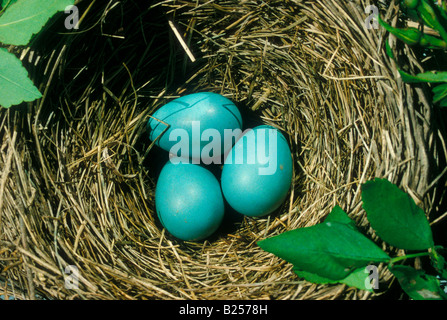 Robin eggs in nest Stock Photo