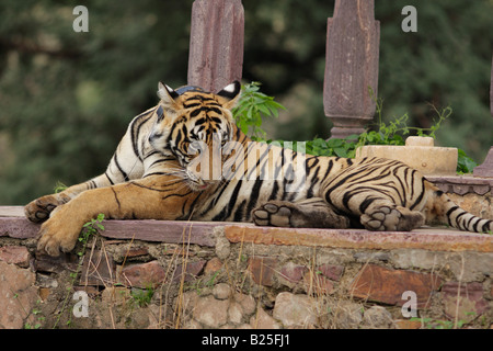 Royal Bengal Tiger in an ancient choti chattri in the wild forest of Ranthambhore, Rajasthan, India. (Panthera Tigris) Stock Photo