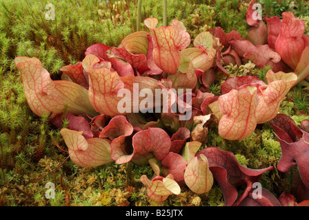The pitcher plant Sarracenia purpurea ssp. venosa Stock Photo