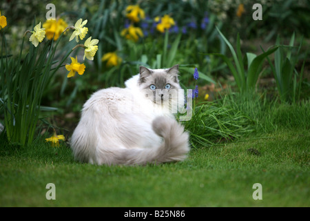 Stock Shot Of A Ragdoll Cat Playing In A Garden Stock Photo - Alamy