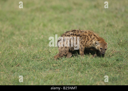 hyena been subsive Stock Photo