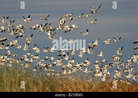 Snow Geese (Chen caerulescens) flying - Sacramento Wildlife Refuge, California, USA Stock Photo