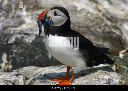Puffin (Fratercula arctica) with Sand Eels at Farne Islands Northumberland Stock Photo